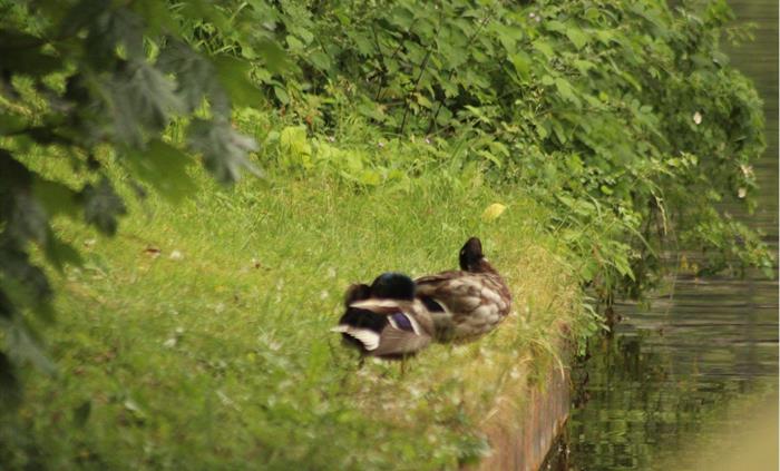 A pair of Ducks preening their feathers as they relax canal side.